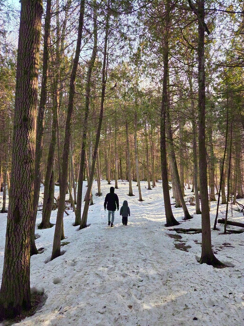 2 people walking through an open cedar and hardwood forest with patchy snow on the ground in March