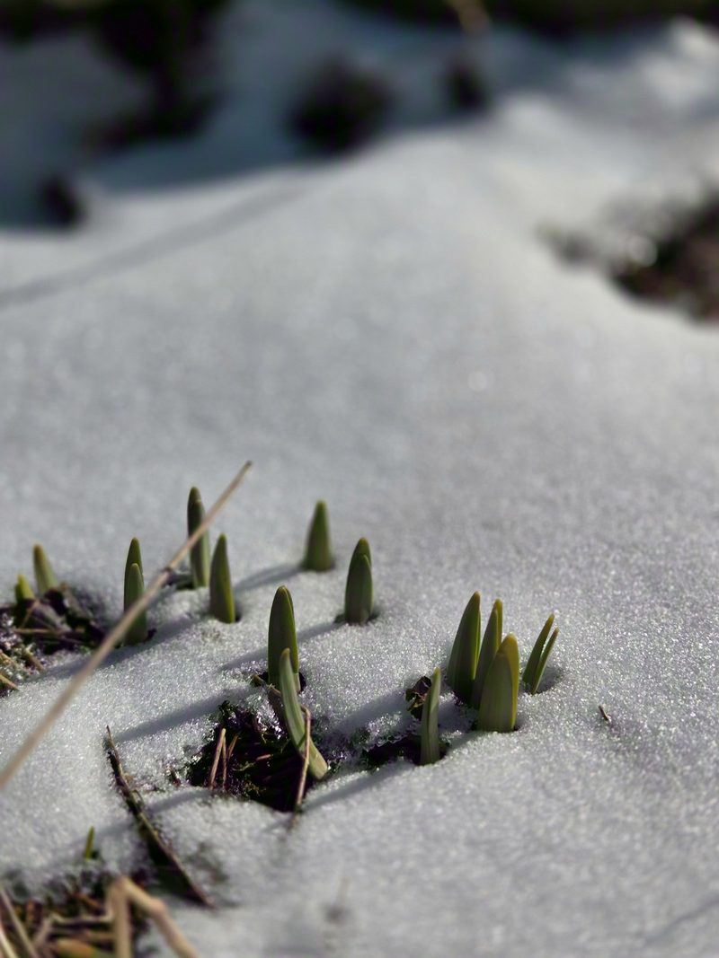 Green daffodil tips pushing up through the last few centimetres of snow in strong spring sun