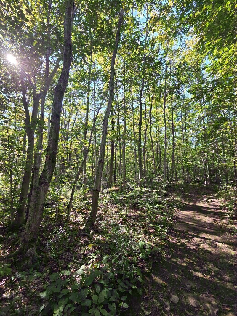Tall straight hardwood trunks and green undergrowth along the forest trail to Devil's Monument