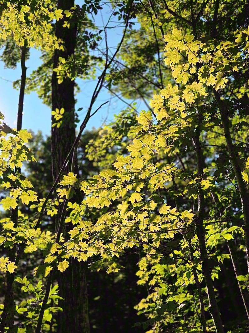Backlit maple leaves against blue sky seen from below on the forest trail