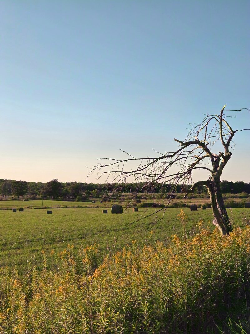 Round hay bales in a cut field with a bare tree and low evening light near Dyer's Bay