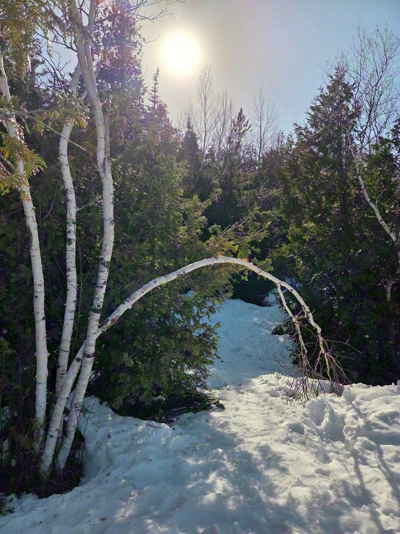 White birch trunks leaning over a deep snowbank with low sun through cedar branches