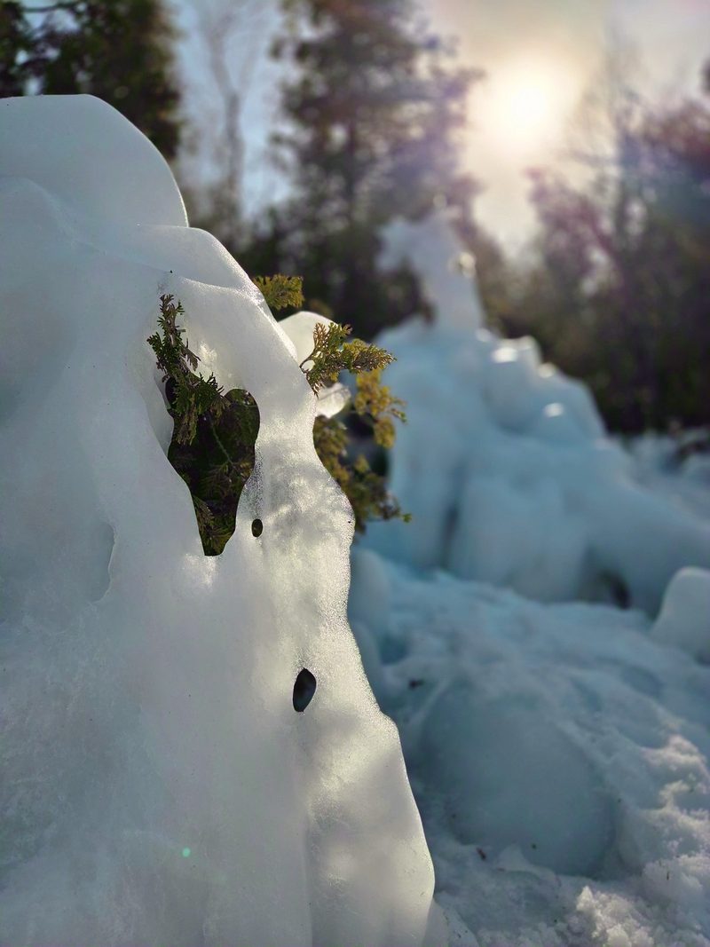 A close view of a sculpted ice shelf with cedar sprigs frozen into it, backlit by low sun
