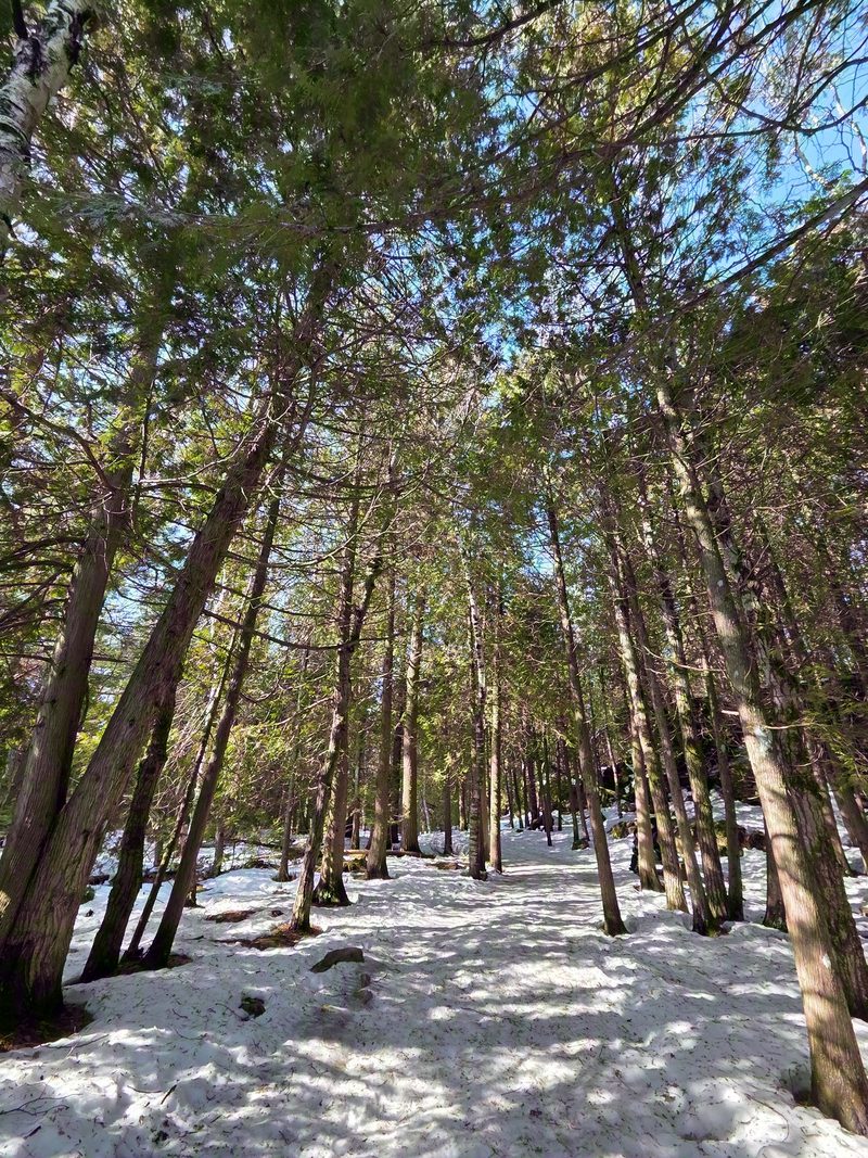 A packed snow trail running between cedar trunks in low winter sun on the way to the Grotto