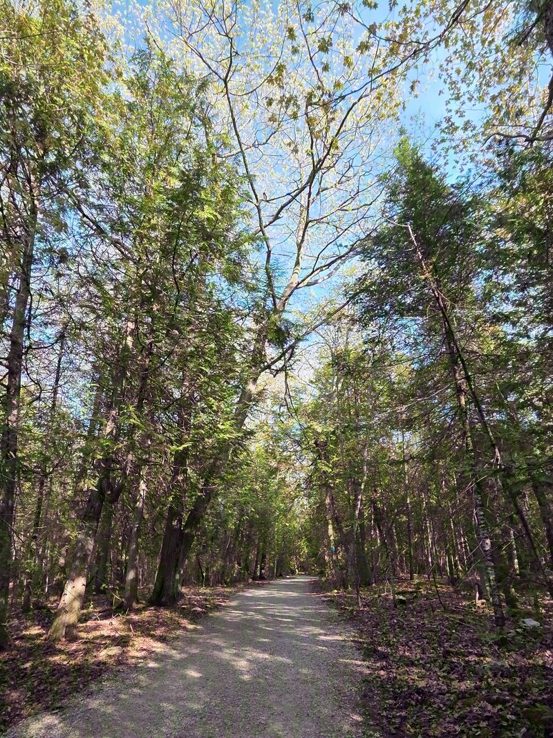 The wide gravel access trail running flat through mixed forest in spring