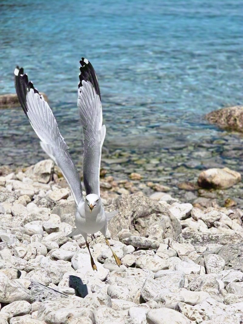 A ring-billed gull lifting off from the white cobble beach at Little Cove with clear water behind