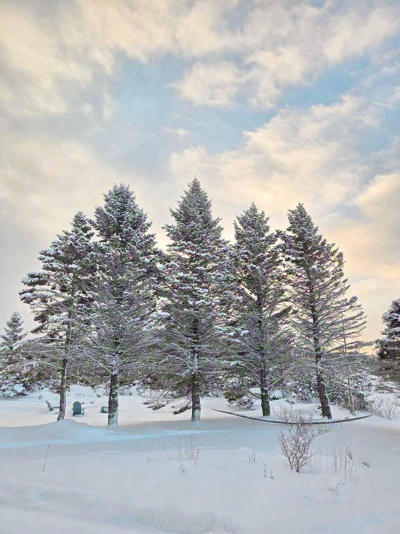 Spruces completely flocked with fresh snow around a small clearing, lit gold by the morning sky