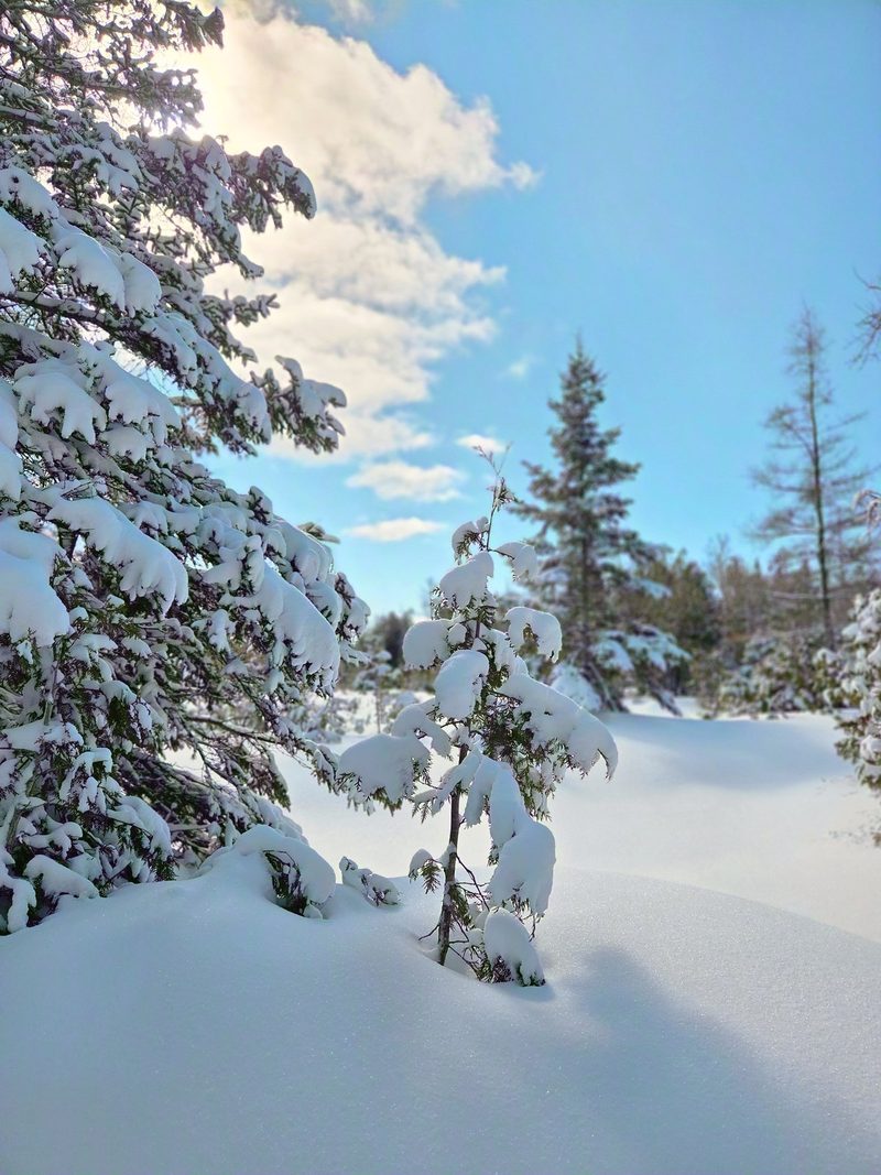 Thick pillows of fresh snow balanced on cedar sprigs above a sparkling drift, blue sky behind