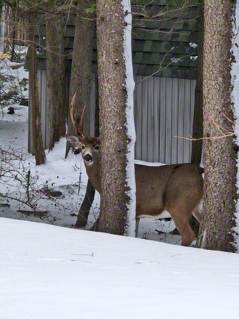 A white-tailed buck with antlers standing in fresh snow between tree trunks at the edge of a yard