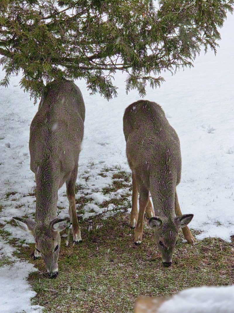 Two white-tailed deer grazing side by side under a cedar at the edge of the lawn