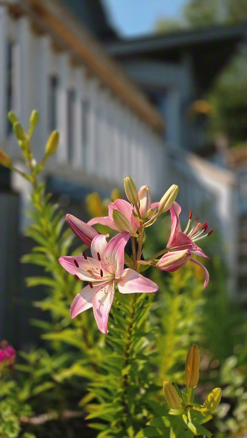 Pink Asiatic lilies blooming against the cottage's blue siding and white deck rail