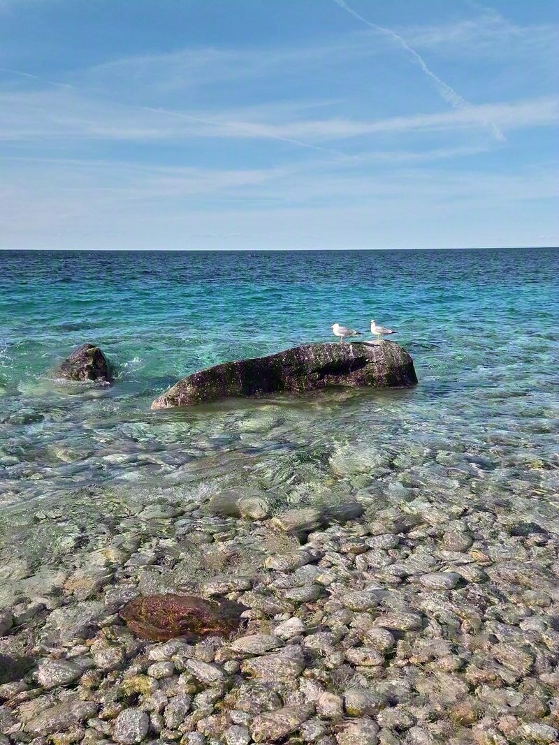 Clear turquoise shallows over white cobbles at Halfway Log Dump with two gulls standing on a dark rock